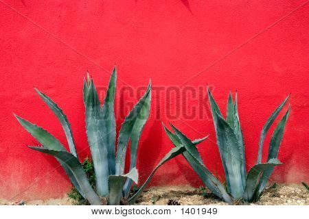 Agave kaktus
