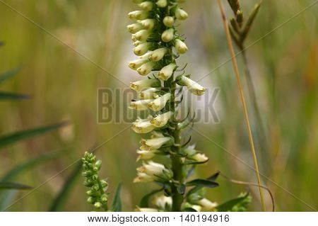 Flowers of a straw foxglove (Digitalis lutea ssp. Australis) a rare endemic in Southern Italy.