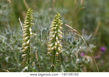 Flowers of a straw foxglove (Digitalis lutea ssp. Australis) a rare endemic in Southern Italy.