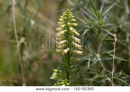 Flowers of a straw foxglove (Digitalis lutea ssp. Australis) a rare endemic in Southern Italy.