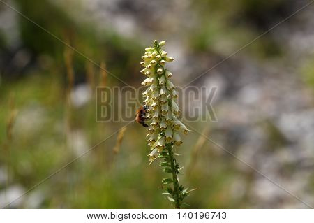 Flowers of a straw foxglove (Digitalis lutea ssp. Australis) a rare endemic in Southern Italy.