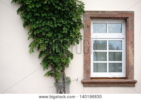 The nostalgic wooden windows of a listed house with a bound bush.
