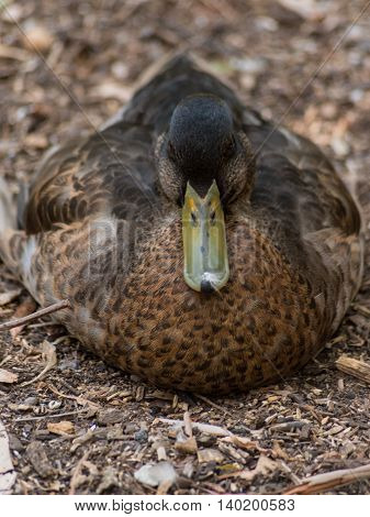 Natural camouflage or mimicry sleeping female mallard