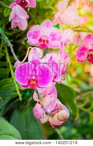 Beautiful Blooming Orchids In Forest