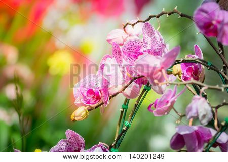 Beautiful Blooming Orchids In Forest