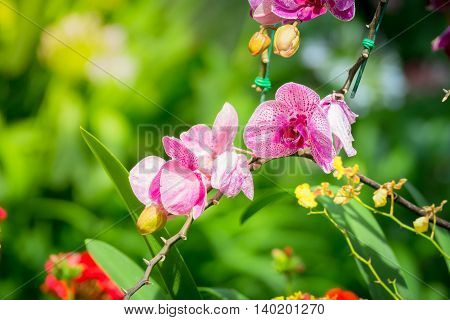 Beautiful Blooming Orchids In Forest