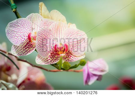 Beautiful Blooming Orchids In Forest