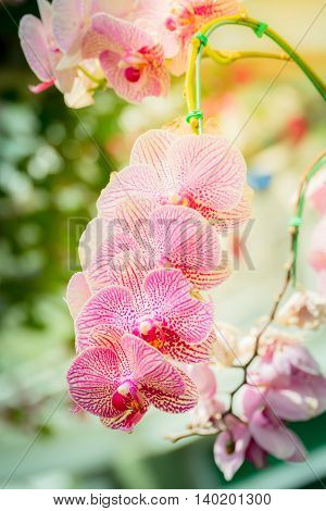 Beautiful Blooming Orchids In Forest
