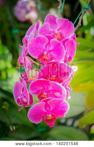 Beautiful Blooming Orchids In Forest