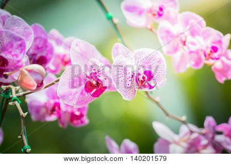 Beautiful Blooming Orchids In Forest