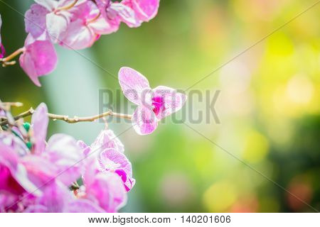 Beautiful Blooming Orchids In Forest