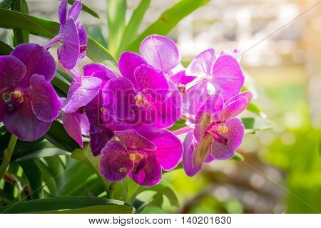 Beautiful Blooming Orchids In Forest