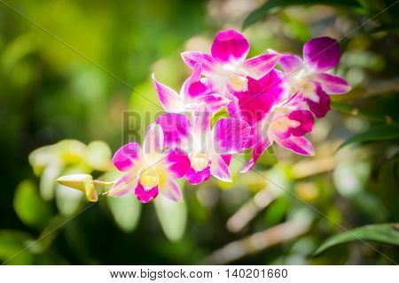 Beautiful Blooming Orchids In Forest