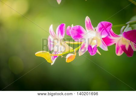 Beautiful Blooming Orchids In Forest