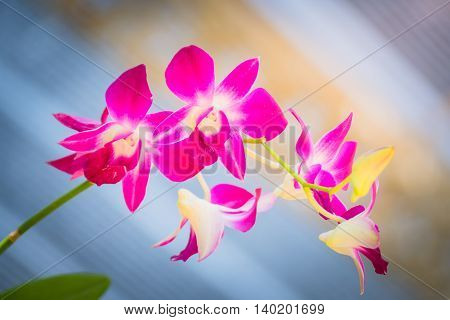 Beautiful Blooming Orchids In Forest