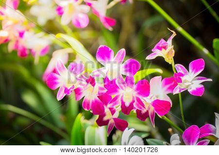 Beautiful Blooming Orchids In Forest
