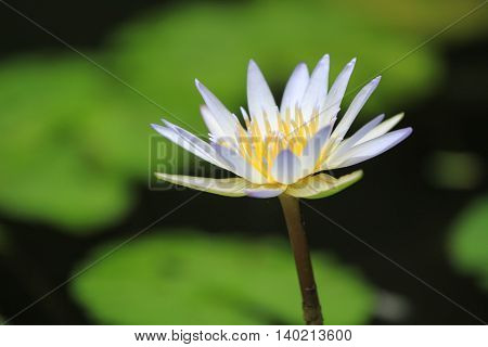 close up view of lotus flower in a pond