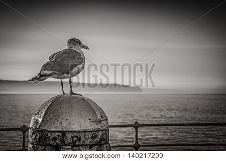 Whitby seagull seascape in Yorkshire England UK