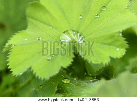 Close-up shot of raindrops and leaves. Nature background with copy space.