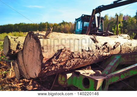 Tractor in an autumn forest. Lumber Industry machine with pile of wood.