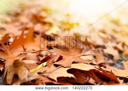 Selective focus of forest floor in autumn. Autumn foliage with copy space.