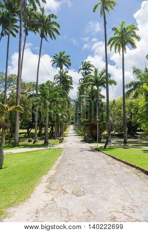 a palm alley on a sunny day