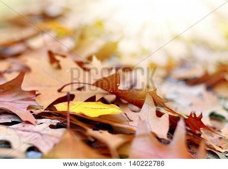 Selective focus of forest floor in autumn. Autumn foliage with copy space.