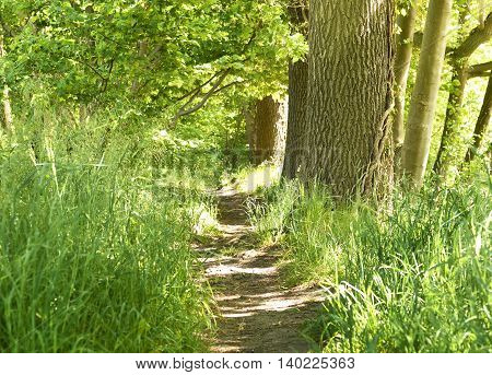 Idyllic forest path with smooth sunlight. Nature background, spring forest. Selective focus of a footpath through a mixed forest.