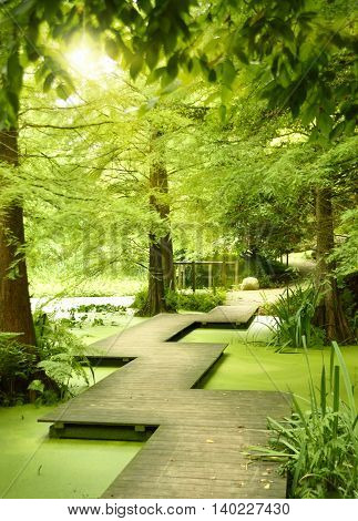 Modern footpath or gangplank over a pond in the woods. Old trees standing in a moor or swamp in the forest. Sunbeam and smooth light falling through the tree tops.