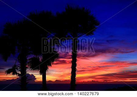 Red-blue dramatic sunsets on the beach. Dark silhouettes of palm trees.