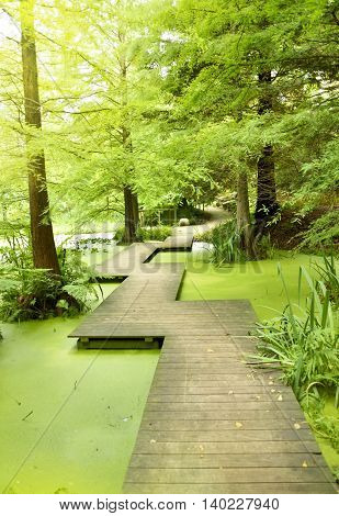 Modern footpath or gangplank over a pond in the woods. Old trees standing in a moor or swamp in the forest. Sunbeam and smooth light falling through the tree tops.