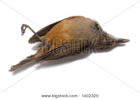 Uccello