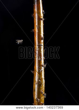 Fly aproaching flypaper with dead flies shot on black background
