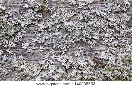 Lichen Pattern on a wood texture. Original gray nature abstract organic background. Lichen close up view.