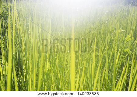 Green grass with morning water drops in the sunlight. Fresh dew grass nature backgroung. Selective focus.