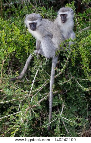 Two cute vervet monkeys with little faces and grey fur climbing in a tree
