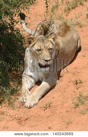 Lioness, Namibia, Africa