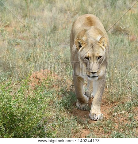Lioness, Namibia, Africa