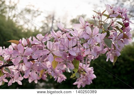 Beautiful closeup spring blossoming apple tree. Flowering pink buds on the brunch with sun light on the background