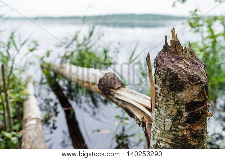 Beaver gnawed wood for the construction of the dam