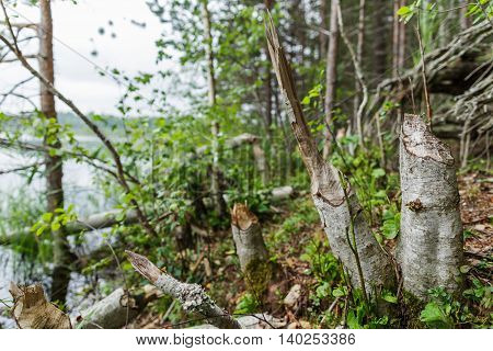 Beaver gnawed wood for the construction of the dam