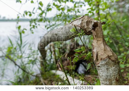 Trunk Of Fallen Tree Eared By Beaver