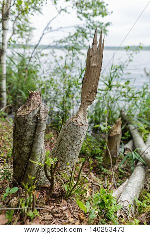 Beaver gnawed wood for the construction of the dam