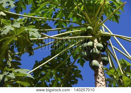 Papaya tree with ripe fruits on a background of the sky