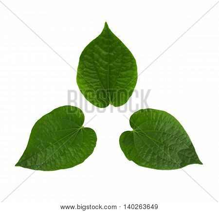 The Green Chaplo Leaf isolated on white.