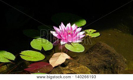 Water lily in a small lake in Monaco
