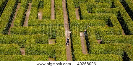 People walking on green bushes labyrinth hedge maze.