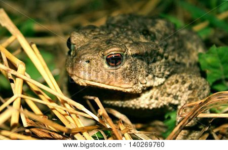 Toad in the straw in macro. it is prepared to take its food