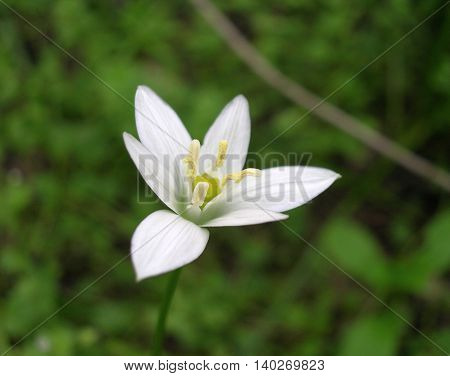 Eco natural flower symbol of purity and freshness