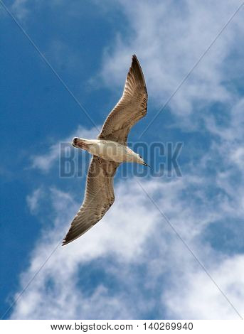 One seagull in the blue sky flying with opened wings